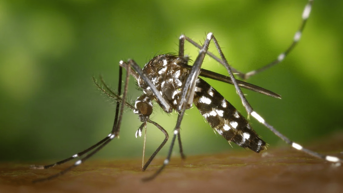¡Ojo con el dengue! Alcaldía decretó calamidad pública por aumento de casos