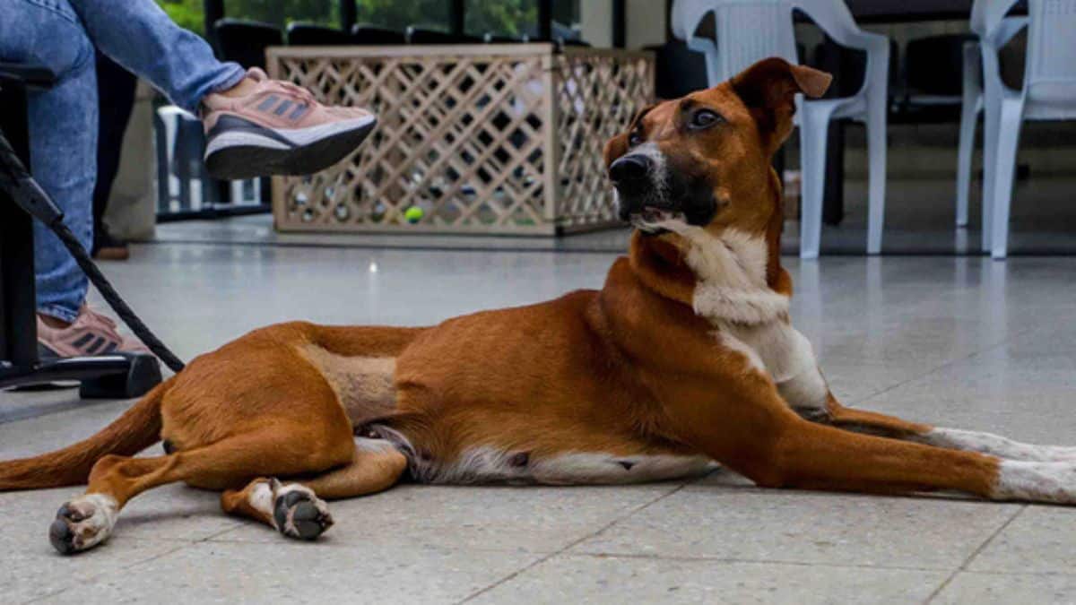 ¡Atención médica gratis para tus mascotas! Estos son los requisitos
