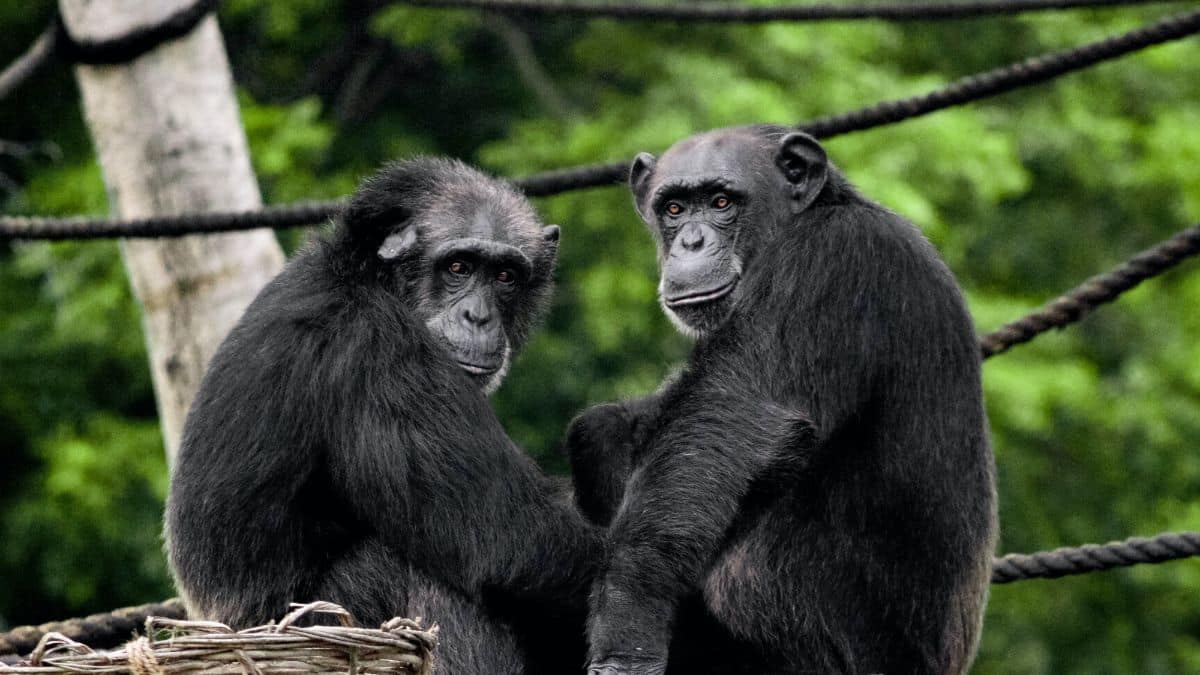 Fiscalía investigará la muerte de los dos chimpancés que escaparon de Ukumarí