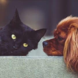 ¿Cómo saber si tu perro o gato tiene moquillo? Aquí te contamos los síntomas