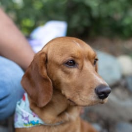 Hipocondría Canina: ¿Los perros pueden fingir estar enfermos?