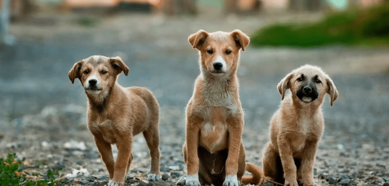 "Debemos salvaguardar su vida”: Centro de Bienestar Animal por brote de moquillo