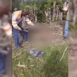 En video: ¡Aterrador! Cortero de caña torturó a oso hormiguero hasta matarlo