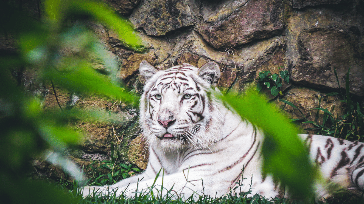 Entre garras y colmillos: Conozca los animales del Zoológico de Cali