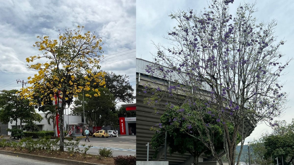 ¡Cali se viste de colores! Llega la temporada de Guayacanes y Gualandayes
