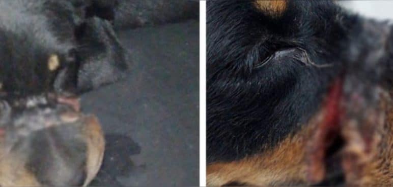 Rescatan perrita: Era amarrada con un alambre de púas en su boca