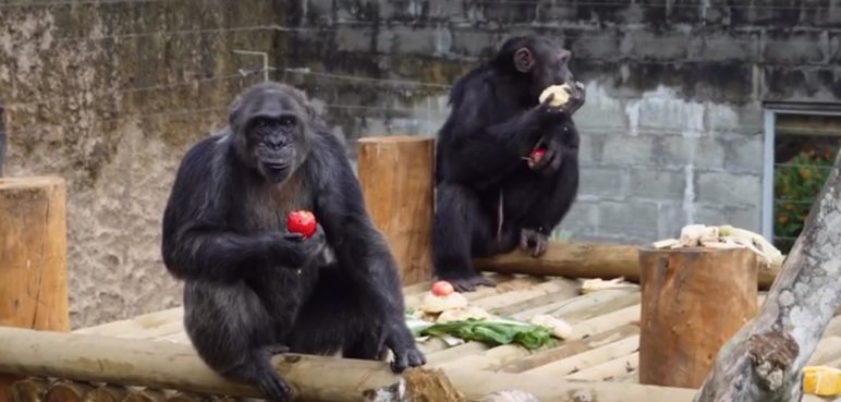 "Nuestro corazón está de luto": Ukumarí confirmó la muerte de dos chimpancés