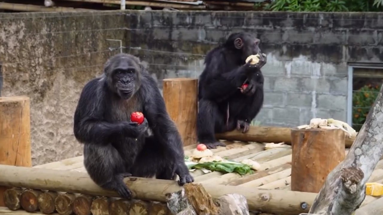 "Seguimos el protocolo": Ukumarí habla sobre la muerte de chimpancés