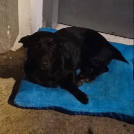 Este es 'Negro', el perrito que murió en medio de un atentado contra un CAI
