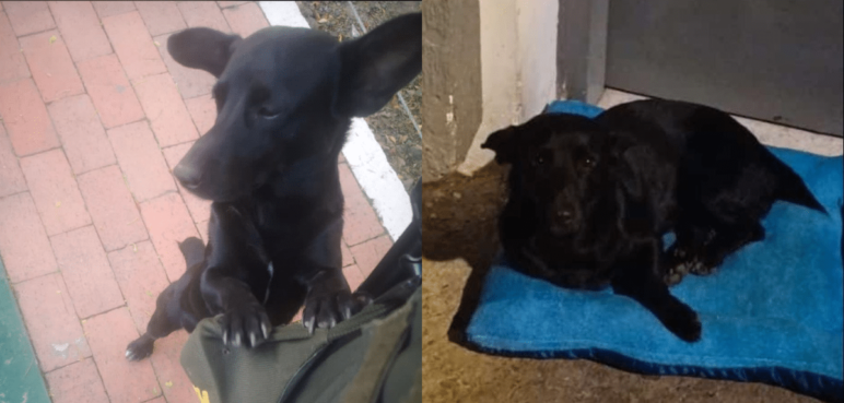 Este es 'Negro', el perrito que murió en medio de un atentado contra un CAI