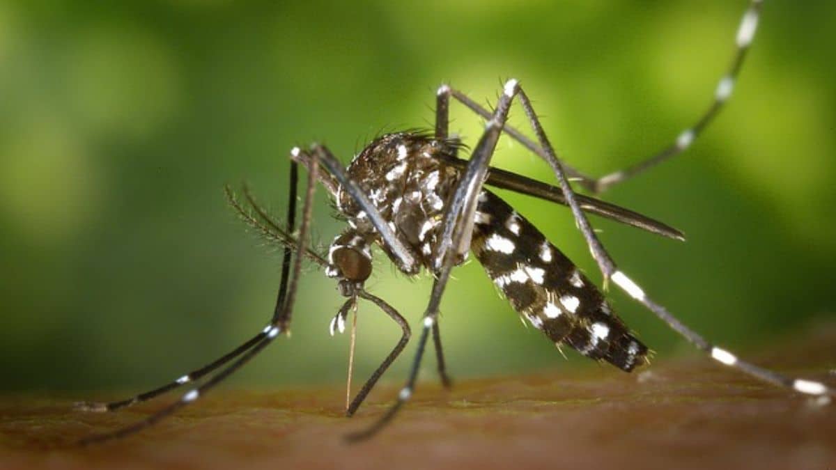 Alerta por aumento de casos de dengue en el Valle del Cauca