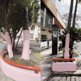 ¿Quiénes pintaron de rosado los árboles de la Avenida 6ta? Aquí se lo contamos