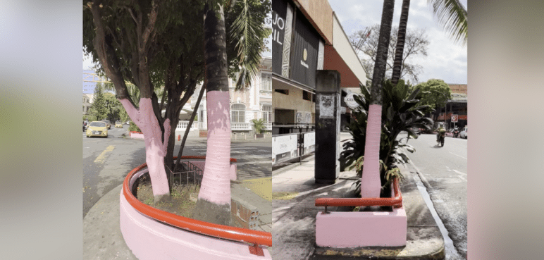 ¿Quiénes pintaron de rosado los árboles de la Avenida 6ta? Aquí se lo contamos