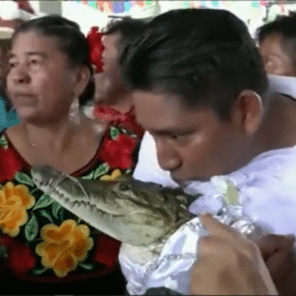 Video: ¿Marido y caimán? Hombre se casa con reptil en México
