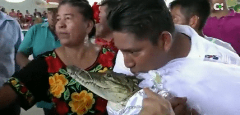 Video: ¿Marido y caimán? Hombre se casa con reptil en México