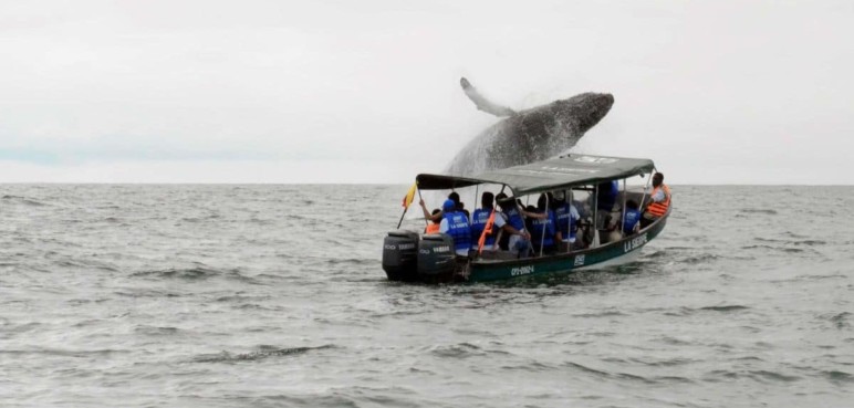 Temporada de avistamiento de ballenas; prográmese con tiempo para este evento natural