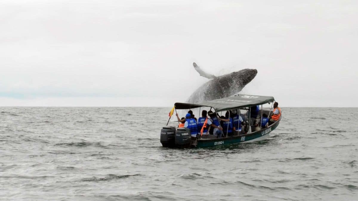 Temporada de avistamiento de ballenas; prográmese con tiempo para este evento natural