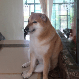 "Adiós, ‘Cheems’": Falleció Balltze el icónico perrito de los memes