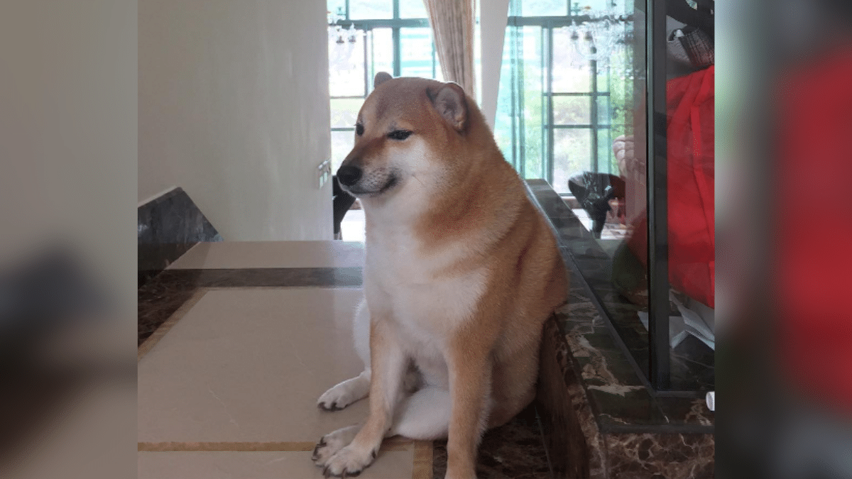 Vuela alto ‘Cheems’: Las tiernas imágenes que dejó este icónico perrito