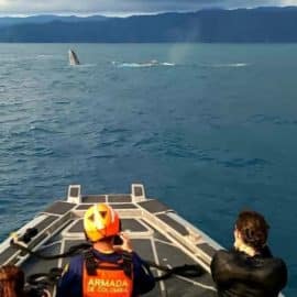 Video: Liberan ballena que había estado atrapada en el Chocó