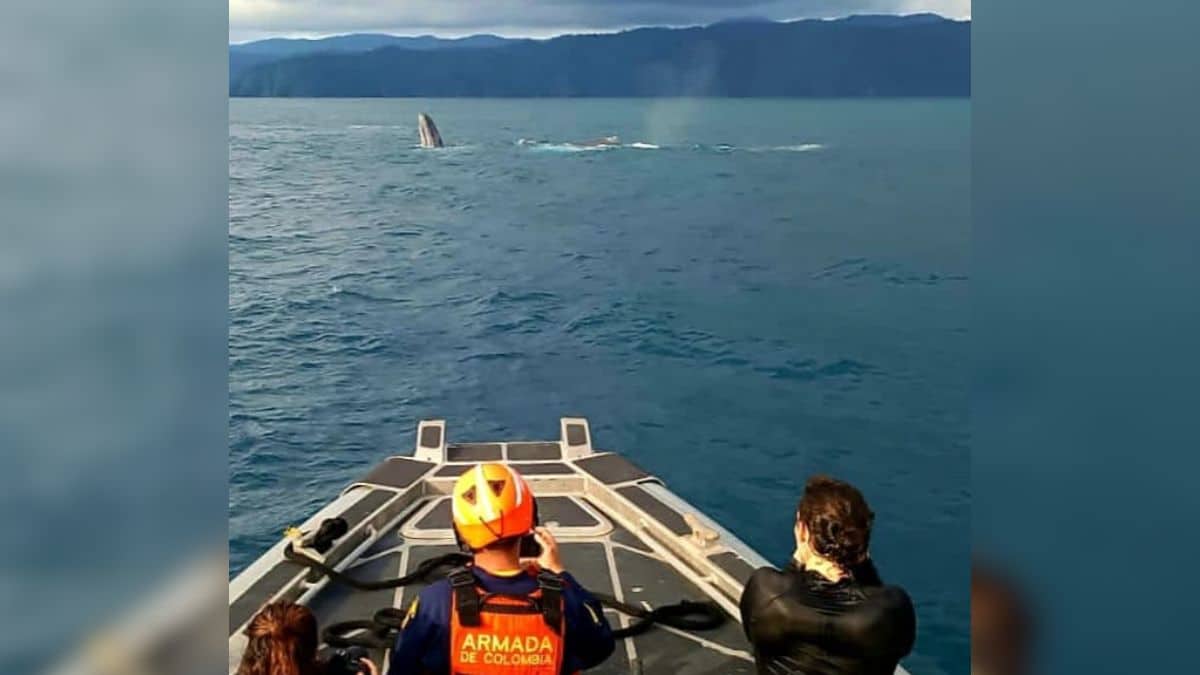 Video: Liberan ballena que había estado atrapada en el Chocó