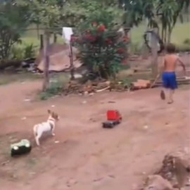 Video: ¡Carrera de camiones! Esta es la tierna escena de un niño con su perrito