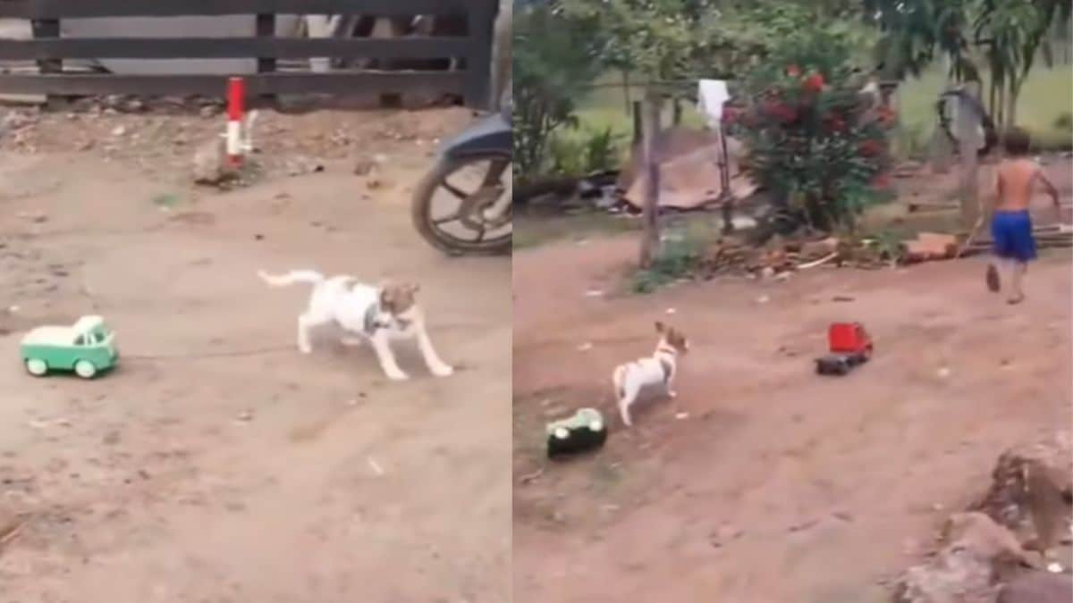 Video: ¡Carrera de camiones! Esta es la tierna escena de un niño con su perrito
