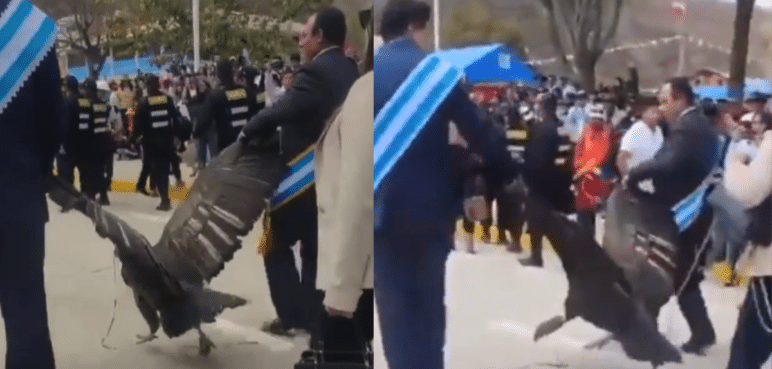 Video: Indignación por Alcalde que encadenó y arrastró a un cóndor en un desfile
