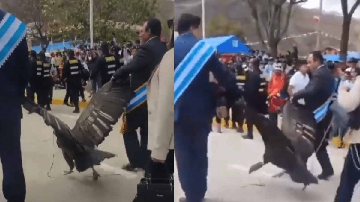 Video: Indignación por Alcalde que encadenó y arrastró a un cóndor en un desfile