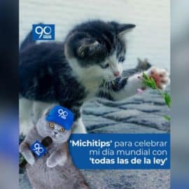Día Internacional del gato: Fecha especial explicada por 'Michitips