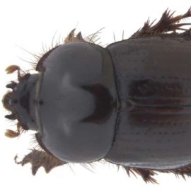 ¡Conozca la nueva y sorprendente especie de escarabajo en Colombia!