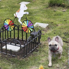funerales-y-velorios-para-perros-y-gatos-la-forma-de-despedir-a-las-mascotas-08-08-2023