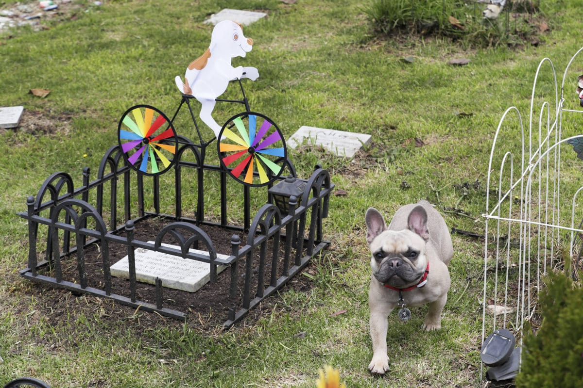 funerales-y-velorios-para-perros-y-gatos-la-forma-de-despedir-a-las-mascotas-08-08-2023