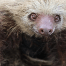 Garritas a salvo: Conoce las postales que dejó el rescate de un oso perezoso