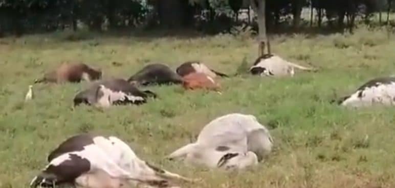 ICA investiga "muerte súbita" de 51 bovinos en finca de Buga, Valle del Cauca