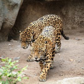 Investigan la muerte de dos jaguares en Chocó: ¿Qué pasó?