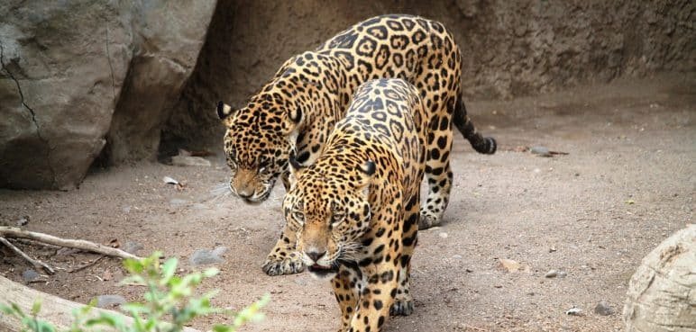 Investigan la muerte de dos jaguares en Chocó: ¿Qué pasó?