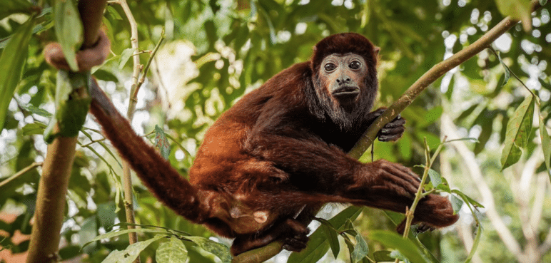 Mono aullador, víctima de tráfico ilegal, recuperó su movilidad tras ser rescatado