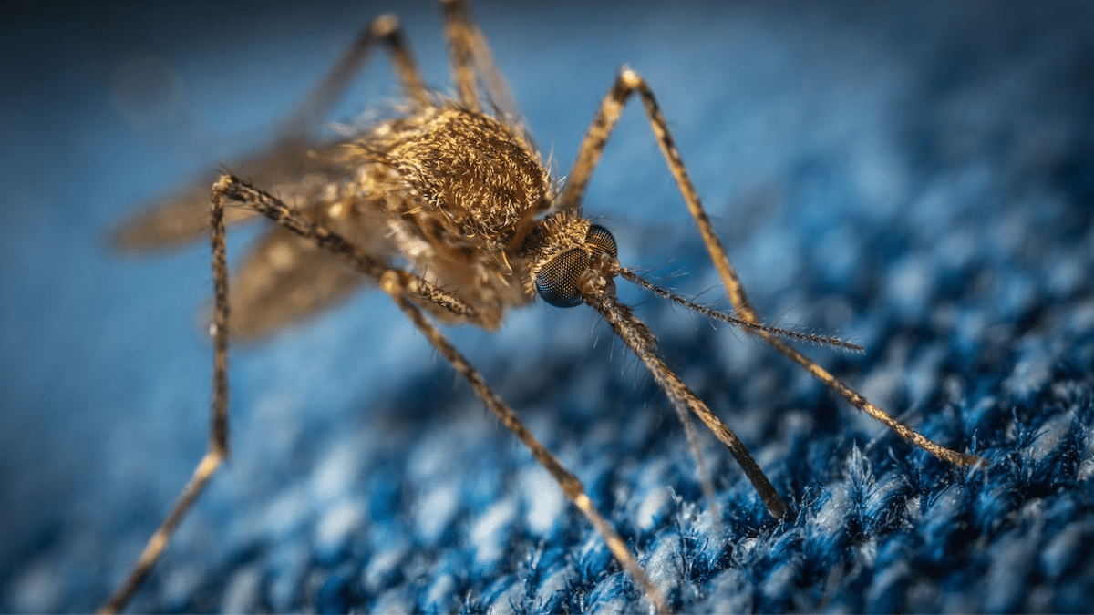 Ante la alerta por dengue, hay una esperanza con la aprobación de la vacuna
