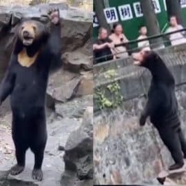 ¿Hecho en China? Lluvia de memes por presunto oso falso en Zoológico