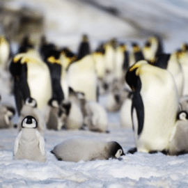 Pingüinos emperador en peligro: La pérdida del hielo afecta a esta especie
