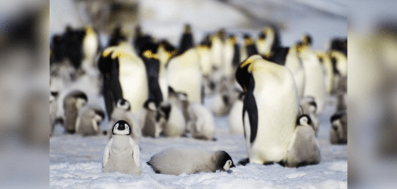 Pingüinos emperador en peligro: La pérdida del hielo afecta a esta especie