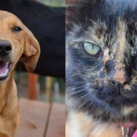 S.O.S: Gatos y perros de fundación 'Corazón Gatuno' sufren escasez de alimentos