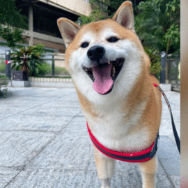 Vuela alto ‘Cheems’: Las tiernas imágenes que dejó este icónico perrito