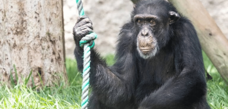 Autoridades de Risaralda analizan traslado del Chimpancé Yoko a Brasil