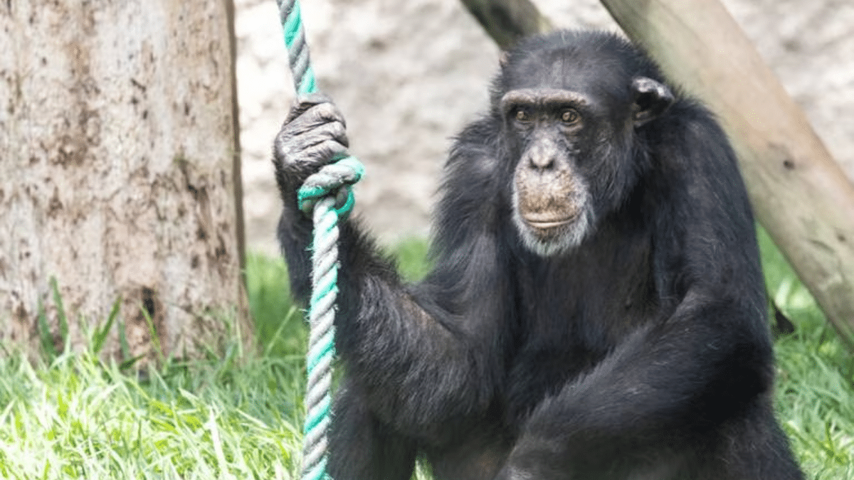 Autoridades de Risaralda analizan traslado del Chimpancé Yoko a Brasil