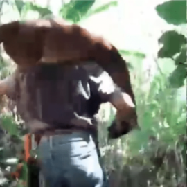 Indignante: Un puma fue asesinado luego de comerse unas gallinas