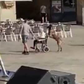 Video: Perrito lleva a su dueña en silla de ruedas y causa conmoción en redes