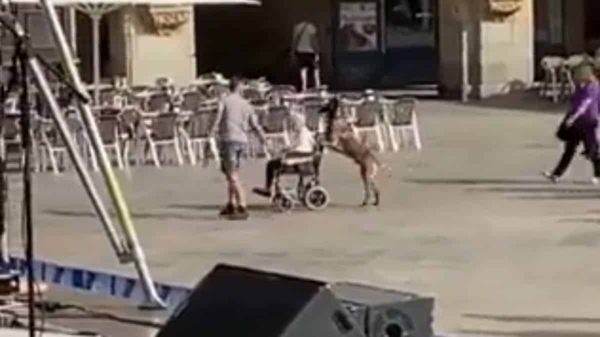 Video: Perrito lleva a su dueña en silla de ruedas y causa conmoción en redes