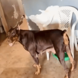 Rescatan a más de 20 perros en un criadero ilegal en el barrio El Vallado